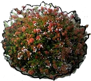 Roślina - Abelia chińska