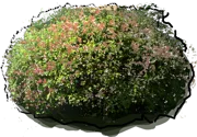 Roślina - Abelia grandiflora \u0022Francis Mason\u0022