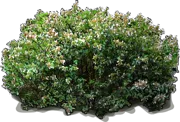 Roślina - Abelia wielkokwiatowa \u0022Sherwood\u0022