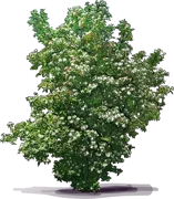 Roślina - Abelia mosańska