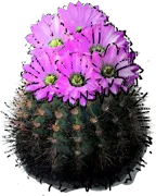 Roślina - Acanthocalycium violaceum