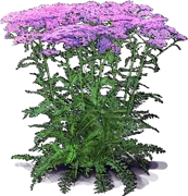 Roślina - Krwawnik pospolity \u0022Lilac Beauty\u0022