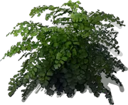 Roślina - Adiantum Scutum Roseum