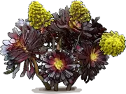Roślina - Aeonium arboreum \u0022Atropurpureum\u0022
