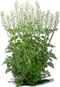 Roślina - Kłosowiec fenkułowy \u0022Alabaster\u0022