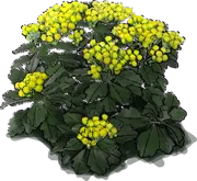 Roślina - Ajania spokojna
