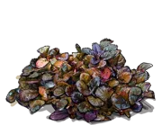 Roślina - Dąbrówka rozłogowa Atropurpurea