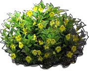Roślina - Alamanda schottii