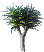 Roślina - Aloes Bainesa