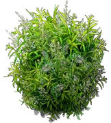 Roślina - Lippia trójlistna