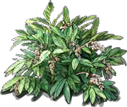 Roślina - Alpinia zwyczajna \u0022Variegata\u0022