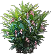 Roślina - Alpinia zwyczajna