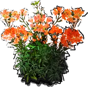 Roślina - Alstremeria aurantiaca