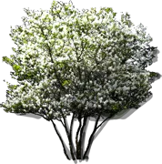 Roślina - Świdośliwa