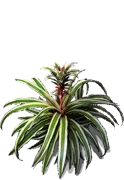 Roślina - Ananas jadalny Variegata