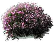 Roślina - Modrzewnica polifolia \u0022Compacta\u0022