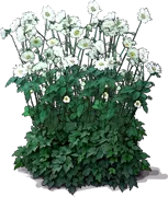 Roślina - Anemone japonica \u0022Whirlwin\u0022