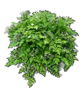 Roślina - Trybula ogrodowa