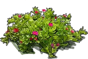 Roślina - Aptenia sercolistna