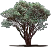 Roślina - Arctostaphylos glauca