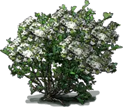 Roślina - Aronia czarna \u0022Hugin\u0022