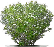 Roślina - Aronia śliwolistna