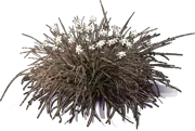 Roślina - Arthropodium candidum \u0022Rubrum\u0022
