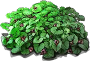 Roślina - Kopytnik kanadyjski
