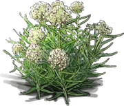 Roślina - Tojeść Asclepias