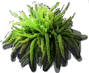Roślina - Asparagus gęstokwiatowy