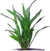 Roślina - Aspidistra \u0022Milky Way\u0022
