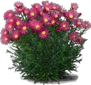 Roślina - Aster krzaczasty \u0022Island Bahamas\u0022