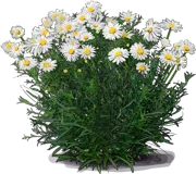 Roślina - Aster krzaczasty \u0022Snow Sprite\u0022
