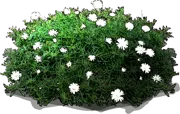 Roślina - Aster wrzoścolistny biały