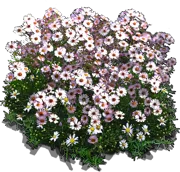 Roślina - Aster wrzosolistny \u0022Lovely\u0022