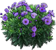 Roślina - Aster nowoangielski \u0022Purple Dome\u0022