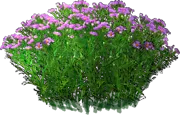 Roślina - Aster nowoangielski