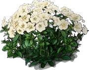 Roślina - Axillaris Petunia