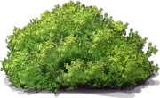 Roślina - Baccharis pilularis \u0022Pigeon Point\u0022