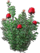 Roślina - Banksia szkarłatna