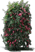 Roślina - Berberidopsis corallina