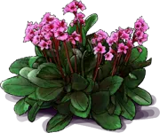 Roślina - Bergenia sercolistna \u0022Flirt\u0022