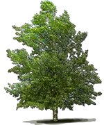 Roślina - Brzoza nadrzeczna