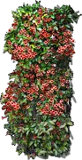 Roślina - Bignonia capreolata