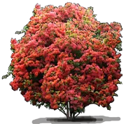 Roślina - Bougainvillea x buttiana \u0022Orange King\u0022