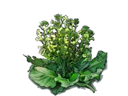 Roślina - Brokuł