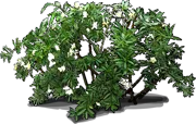 Roślina - Brunfelsia amerykańska