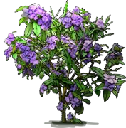 Roślina - Brunfelsia kielichowata \u0022Macrantha\u0022