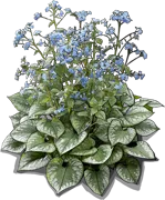 Roślina - Brunnera wielkolistna \u0022Emerald Mist\u0022