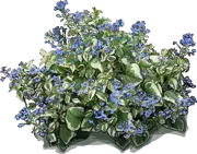 Roślina - Brunera wielkolistna \u0022Variegata\u0022